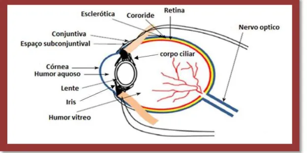 Figura 1: Estrutura e anatomia do globo ocular (adaptado Patel, 2013). 