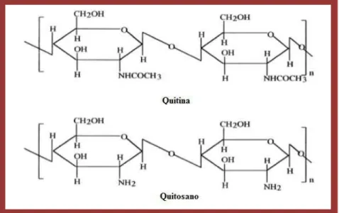 Figura 5: Estrutura molécular da quitina e do quitosano (adaptado M. N. V. R. Kumar, 2000)