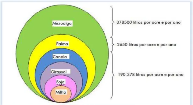 Figura 20 - Comparação de microalgas com outras fontes de óleo para fabricação de biodiesel [62]