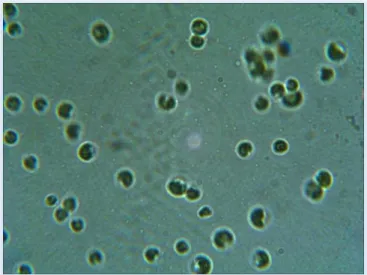 Figura 29 - Fotografia de Chlorella sp, com ampliação 1000x em microscópio Olympus CH30