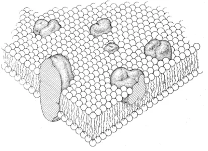 Fig. 1. Modelo do mosaico fluído, representação da bicamada lípidica e proteínas globulares (Singer &amp; 