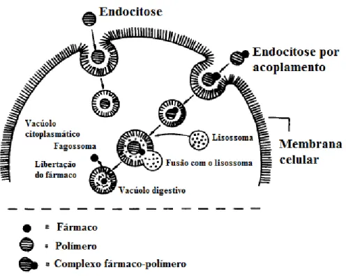 Fig. 2. Processo de endocitose, entrada do fármaco na célula (Bader, H., Ringsdorf H., Schimdt, 1984)