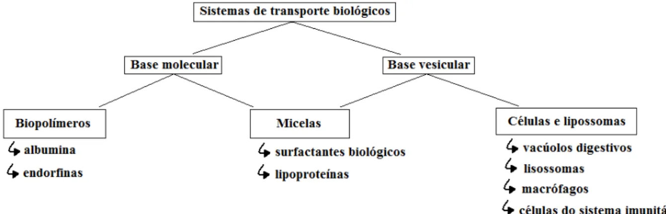 Fig. 6. Esquema ilustrativo dos sistemas de transporte biológicos (Bader, H., Ringsdorf H., Schimdt,  1984)