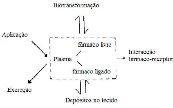 Fig. 8. Esquema da distribuição do fármaco nos sistemas biológicos (Ringsdorf, 2007). 