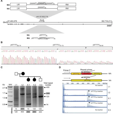 Figure 3. Identification of an Unstable ATTTC Repeat Insertion in DAB1 