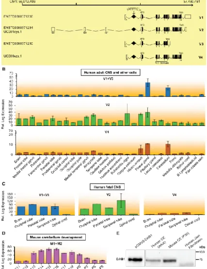 Figure 6. Expression of DAB1 Transcripts Spanning the Region Containing the Repeat Insertion and  DAB1 