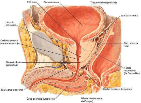 Figura 7. Anatomia da próstata Vista Lateral (NETTER, Frank H. Atlas de Anatomia Humana