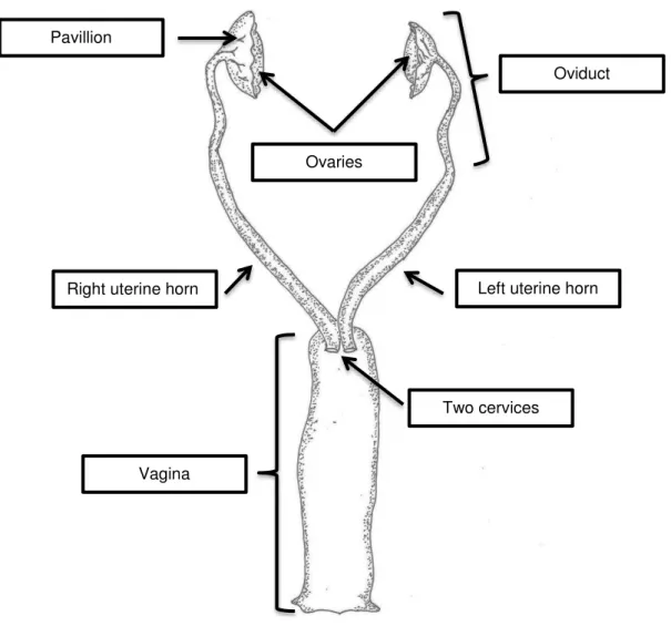 Figure 1. The female rabbit reproductive organs. Original scheme 