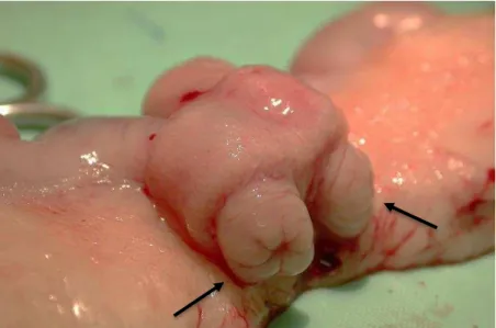 Figure 2. Detail of the two cervices of a rabbit that underwent ovariohysterectomy.  