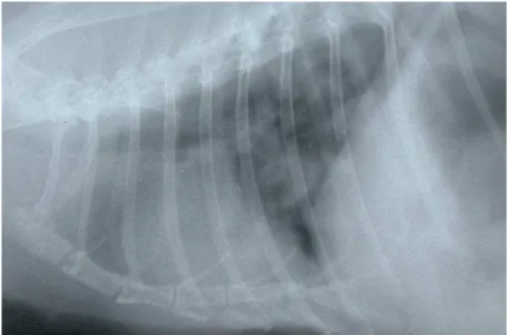 Figure 10. Pulmonary metastasis detected in a laterolateral thoracic radiograph of a rabbit with uterine  adenocarcinoma