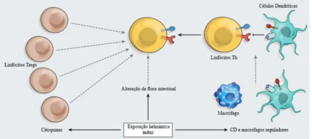 Figura 1- Processos imunomoduladores mediados por Helmintas. Ilustração das vertentes onde os  parasitas actuam   adaptada de (Weinstock, 2012)