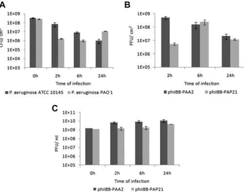 Fig. 5. Infection of P. aeruginosa ATCC 10145 and PAO1 planktonic cultures with phages phiIBB-PAA2 and phiIBB-PAP21, respectively, using an m.o.i