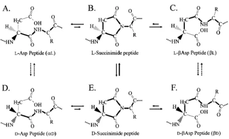 Figure  2: Chemical  route  of  racemization  followed  by  aspartic  acid  with  all  equilibriums  taking  place  between stereoisomers and conformations (taken from Cloos and Fledelius, 2000).