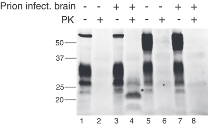 Fig. 6.Western blot analysis using the monoclonal antibody POM1. PK1 cells (lanes 1–4);