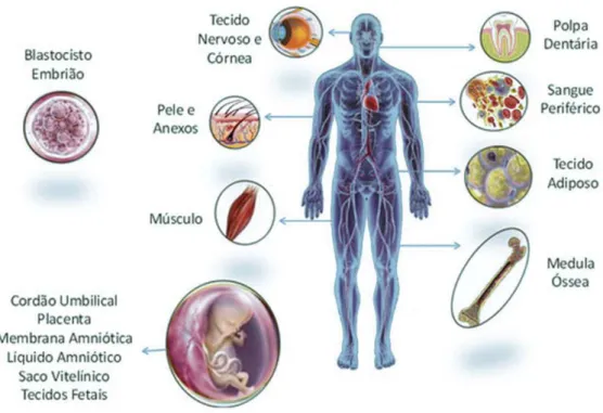 Figura nº4: Principais fontes de células estaminais, adaptado de https://ccb.med.br/texto/celulas-tronco  