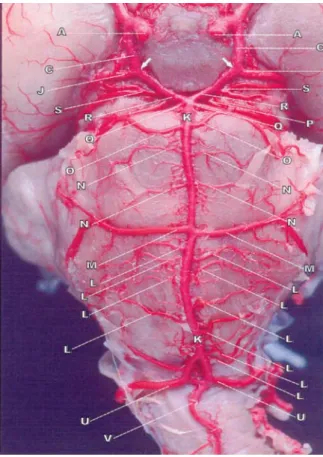 Figura 3. Fotografia da face ventral do tronco encefálico de suíno da linhagem Camborough 22, caracterizando o ponto de origem da artéria basilar(K) através da anastomose dos ramos das redes admiráveis epidurais caudais(U) com a artéria espinhal ventral(V)