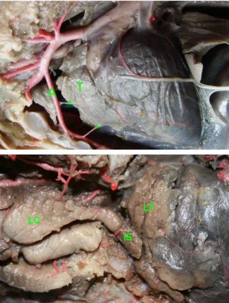 Figura 1. Vista lateral esquerda da cavidade torácica de feto de suíno  da  linhagem  Camborough  22
