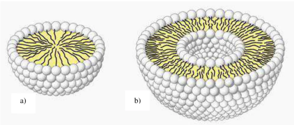 Figura 9 - Estrutura esquemática de micela e lipossoma: a) Micela; b) Lipossomas (adaptada de: 
