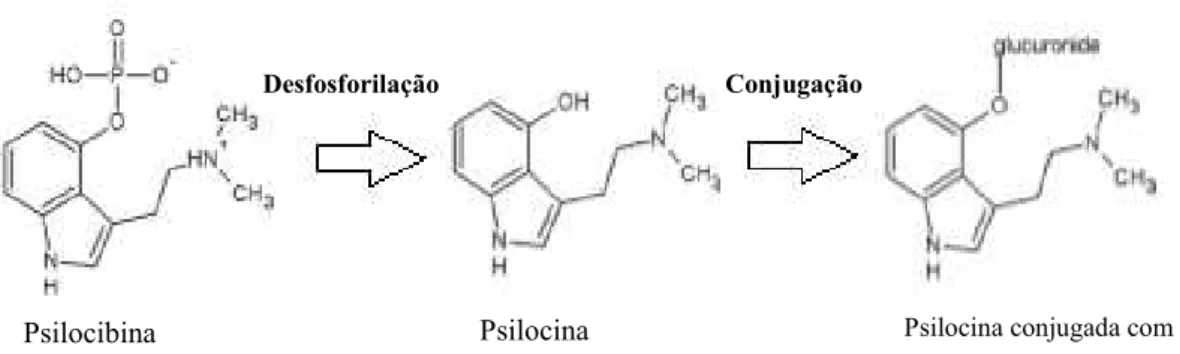 Figura 12- Metabolização da Psilocibina (Adaptado de Araújo et al., 2015) 