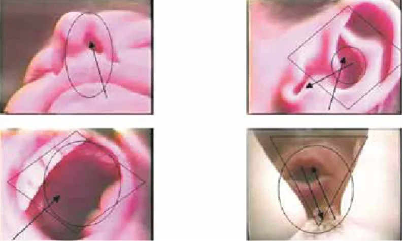 Fig. 3 – Frames do Vídeo Entre (1999) de Nina Galanternick. 06’. Colorido. Estudo dos enquadramentos, triangulações e circunvoluções que  conduzem a experiência do corpo no vídeo-corpo