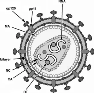 Fig.  2  –   Diagram  of  HIV-1  mature  virion.  MA  (matrix  protein);  CA  (capsid  protein);  NC  (nucleocapsid  protein);  RT  (reverse  transcriptase);  RNA  (ribonucleic  acid);  gp120  and  gp41  (glycoprotein receptors)