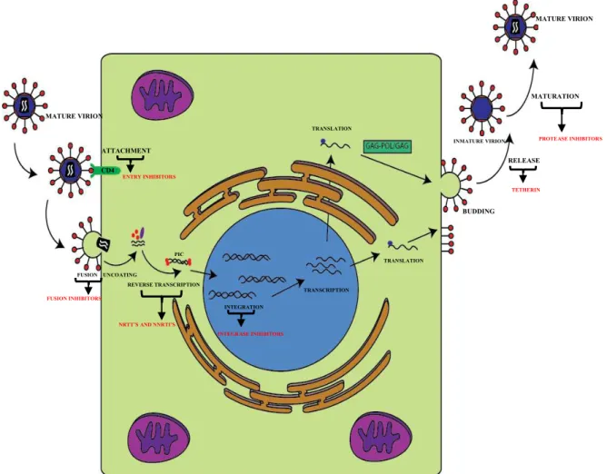 Fig. 3 – HIV-1 replicative cycle and main antiretroviral therapeutical targets. Once a mature virion  attaches itself to the CD4 membrane receptor of the lymphocyte T cell, it begins a fusion process in with  it releases all the viral machinery into the ce