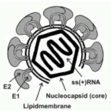 Fig. 6  –  Diagram of HCV virion. HCV adopts an icosahedral scaffold; glycoproteins E1 and E2 are  attached  to  the  lipid  envelope