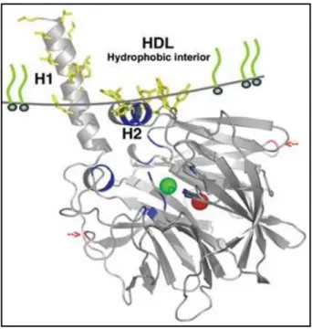 Fig. 9  –  Schematic representation of PON-1 anchored to HDL. Adapted from Harel et al