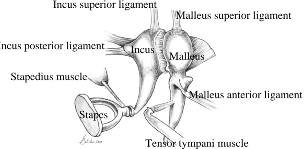 Figure 2. Depiction of the ossicular chain of the middle ear, including the ligaments  and muscles (based on Sobotta)