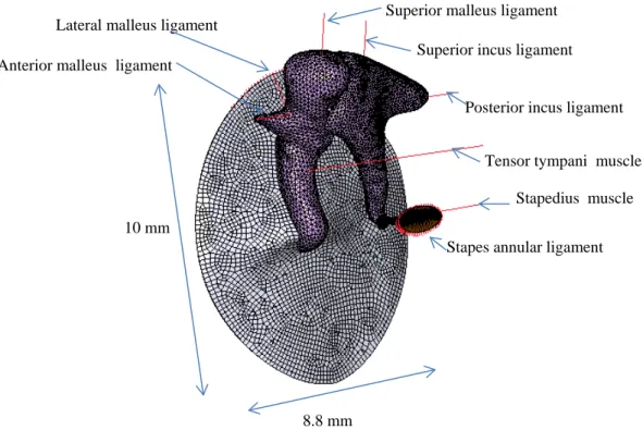 Figure 4. Finite element model built for the middle ear ossicles, eardrum, ligaments and muscles