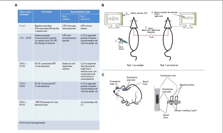 FIGURE 1 | (A) Experiment protocol for spinal cord – spinal cord connection showing periods of baseline recording, induction as well as periods of 5 min each of connection ON/OFF