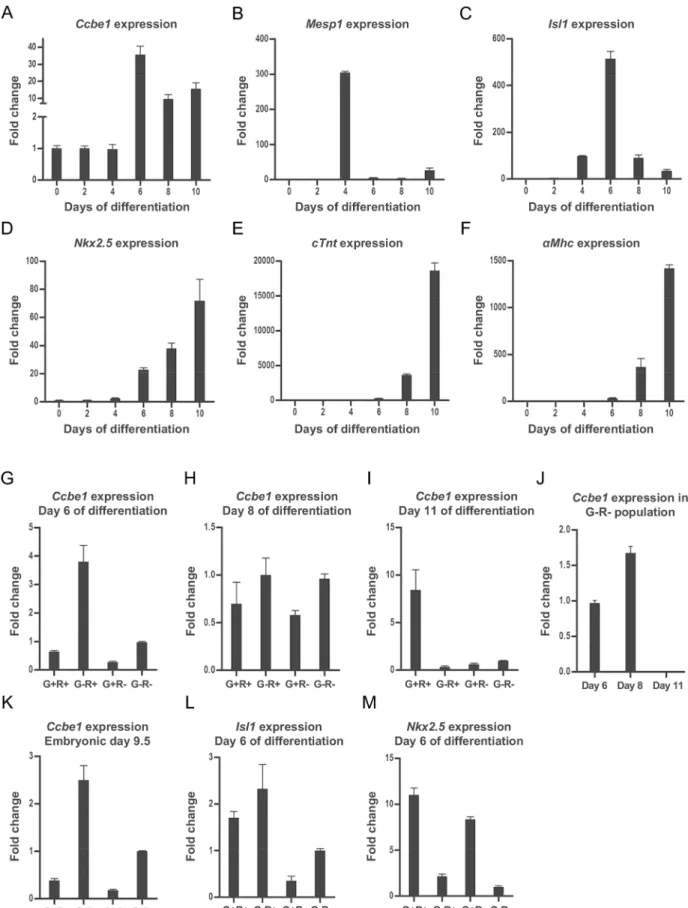 Fig 1. Expression of markers of interest during differentiation of mouse ESCs Ccbe1 in cardiac progenitors isolated from differentiating mouse ESCs and embryos at E9.5