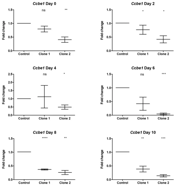 Fig 2. Expression of Ccbe1 during differentiation of Ccbe1 knockdown mouse ESC lines. Transgenic mouse ESC lines expressing control scrambled and Ccbe1-targeting shRNAs (Clone 1 and 2) were generated using commercially available shRNA control and two