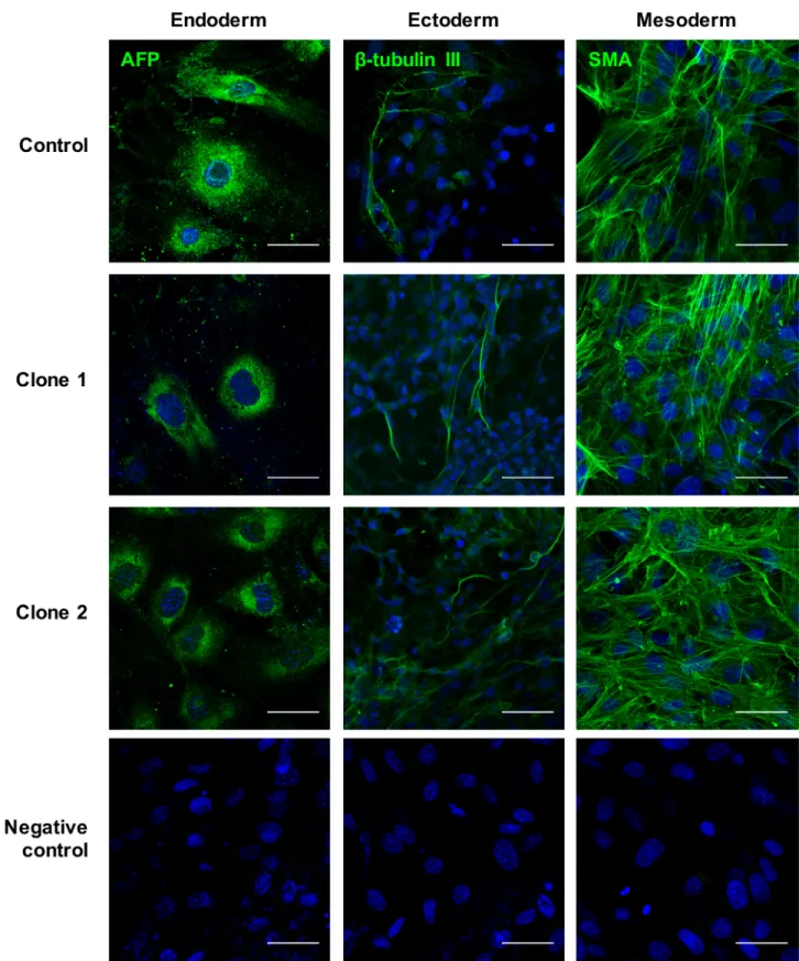 Fig 3. Analysis of expression of germ layer markers by immunofluorescence at day 10 of differentiation