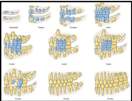 Figura  5 - Imagem do desenvolvimento dentário segundo Schour e Massler com os dentes decíduos em azul e  os permanente a amarelo (http://anatomiaonline.com/dentes/)