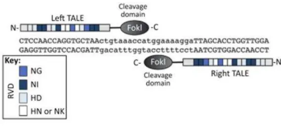 Figura 3: Figura 3: Dímero de TALEN ligado ao DNA. Os locais alvo TALEN consistem em dois  locais de ligação TALE separadas por uma sequência espaçadora de comprimento variável – 12 a  20pb-