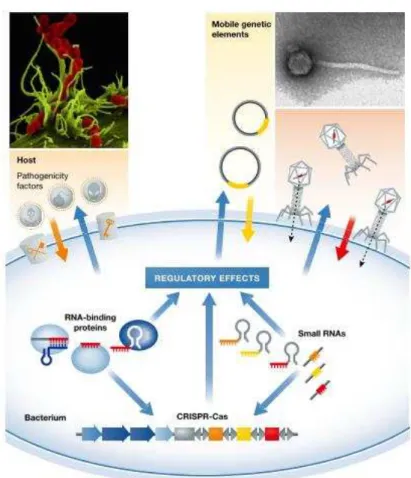 Figura 5: O sistema CRISPR/Cas9 é um sistema de defesa adaptativo  mediado por RNA contra elementos genéticos móveis, tais como fagos  ou plasmídeos