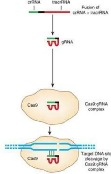 Figura  8:  O  sistema  CRISPR/Cas9  é  a técnica  de  edição  de  genoma  normalmente utilizada para fundir um crRNA e parte da sequência de  um tracrRNA
