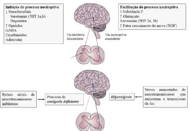 Figura 6 - Neurotransmissores do SNC envolvidos na inibição ou facilitação do processo nociceptivo