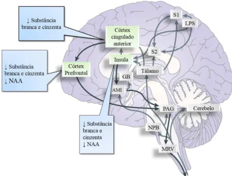 Figura 7- Alterações no cérebro de doentes com dor crónica (Adaptado de Bushnell et al., 2013)