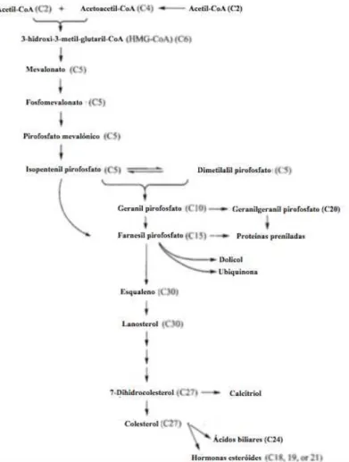 Figura 3 - Síntese de colesterol. Adaptado de (Rosenthal &amp; Glew, 2011) 