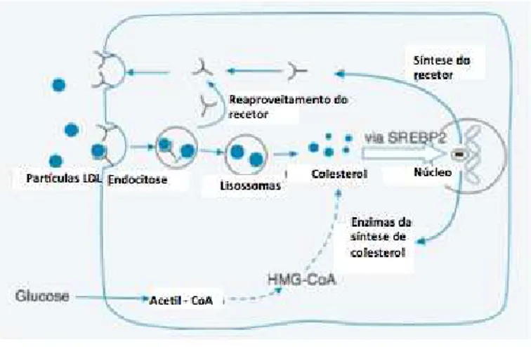 Figura 4 - Regulação do conteúdo celular de colesterol. Adaptado de (Frayn, 2009) 