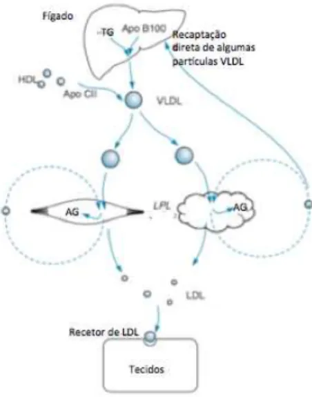 Figura 7 - Metabolismo endógeno das lipoproteínas VLDL e LDL. Adaptado de (Frayn, 2009) 