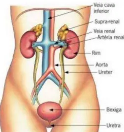 Figura  3:  Anatomia  fisiológica  do  trato  urinário.  Retirado  de:  (Passos,  2015).