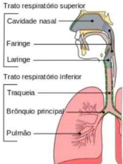 Figura 4: Anatomia fisiológica do  trato  respiratório.  Retirado  de: 