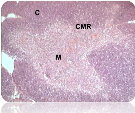 Figure 1.1. Thymus Structure. Hematoxilin-eosin staining of a thymus section showing the  thymic  structure,  composed  of  an  external  region,  the  cortex  (C),  an  internal  region,  the  medulla (M), separated by the cortico-medullary region (CMR)