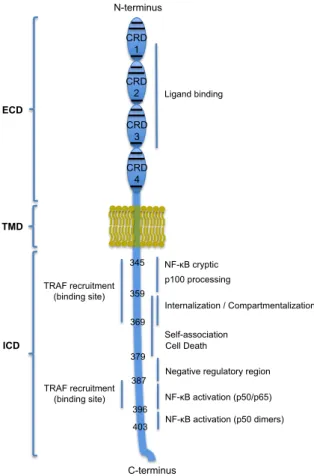 Figure  1.3.  Schematic  representation  of  human  LTβR  structure.  LTβR  main  domains,  and  mapping  of  discrete  regions  determined  by  deletion  mutant  studies  and  functional  outcomes