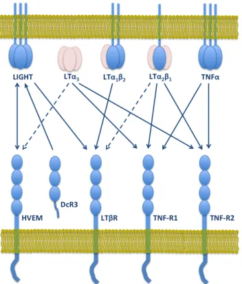 Figure 1.4. LTβR as part of a network of shared ligand-receptor interactions within the  TNF  superfamily