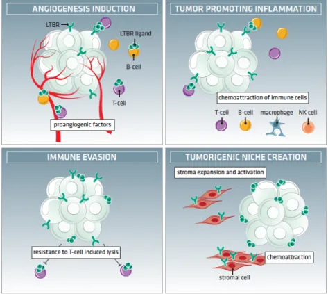 Figure 1.6. LTβR pro-tumorigenic roles in the tumor microenvironment.  Activation of  LTβR  signaling  axis  favors  carcinogenesis  due  to  crosstalks  between  malignant  cells  and  cells from the tumor microenvironment by four main mechanisms