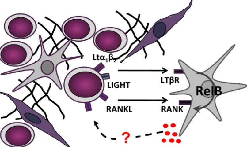 Figure 1.7. Working hypothesis. Based on previous studies, we hypothesize that during T- T-ALL development, an evolving crosstalk between transformed thymocytes and stromal cells  through LTβR signaling axis, alone or cooperating with RANK, takes place and